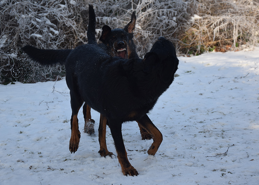Ernstfall wird spielerisch geübt.