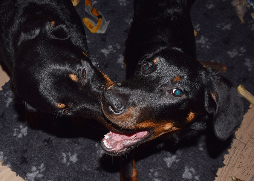 Cleo pflegt Tipo auch im Maul.