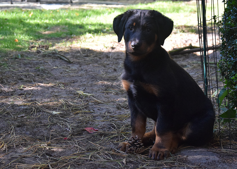 Portrait mit 8 Wochen.