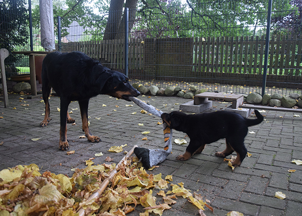 Beauceron Welpe beim Kräfte messen.