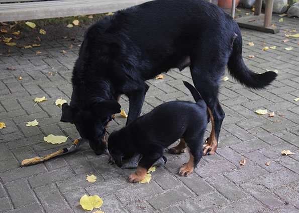 5 Wochen alter Beauceron